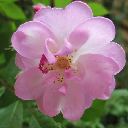 第五住宿加早餐酒店